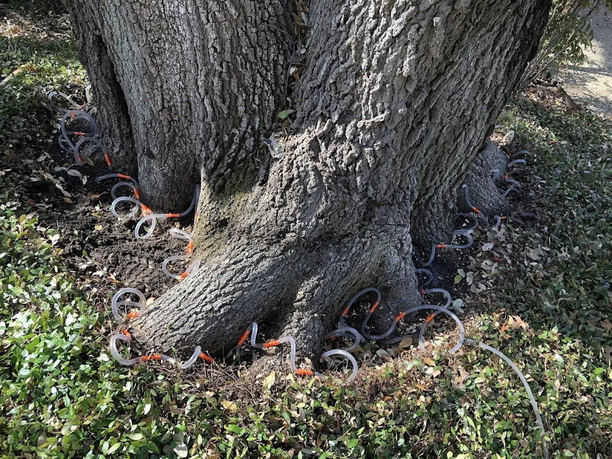 Detailed Tree Cabling and Bracing job site in Mammoth