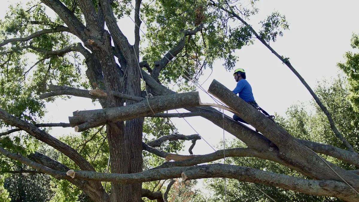 Professional Hazardous Tree Removal performed by certified arborists in Mammoth