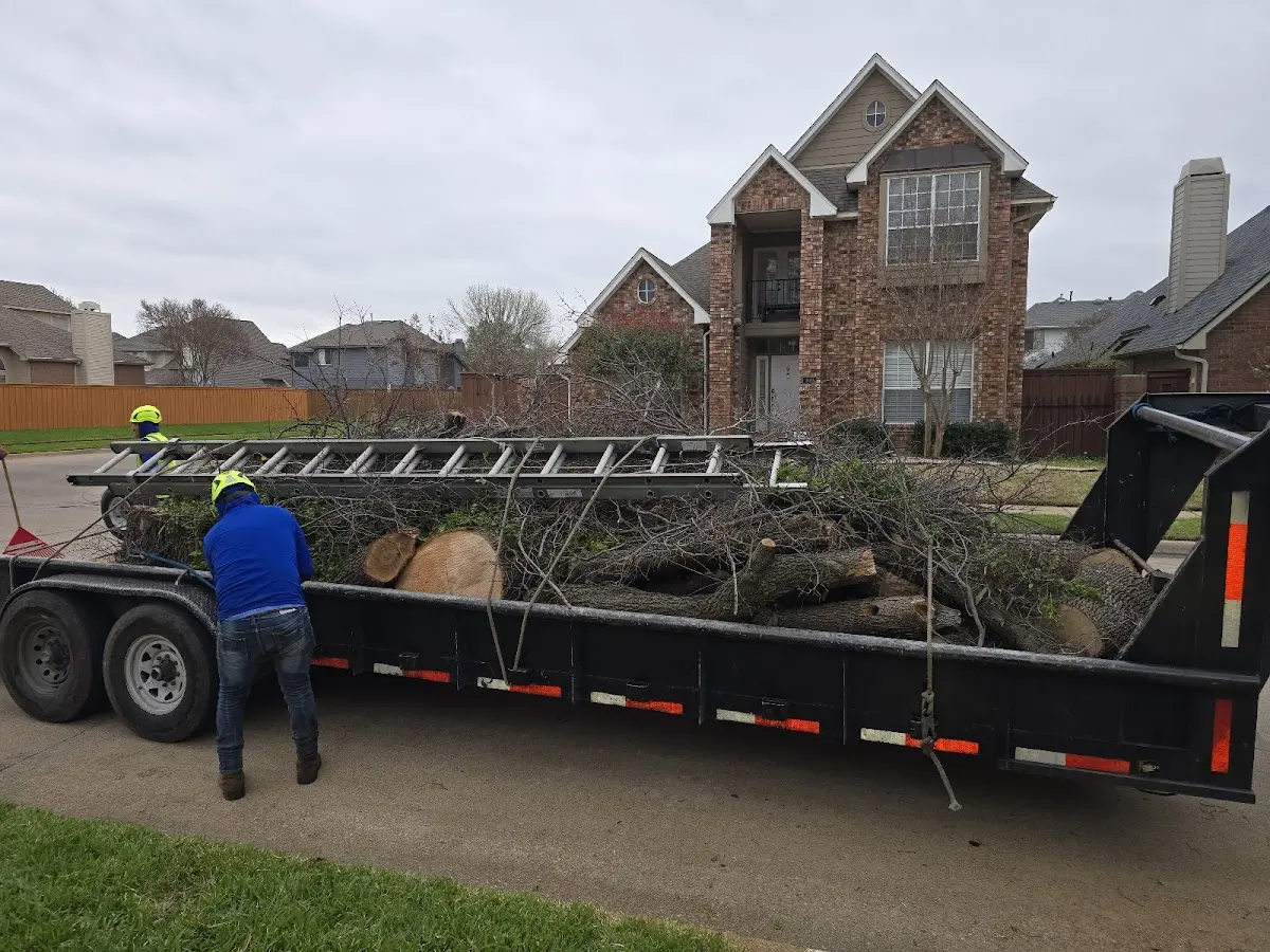 Expert Deadwooding with proper safety equipment in Mammoth